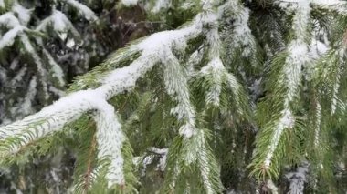 Huzurlu bir kış ormanındaki kozalaklı Noel ağacının karla kaplı dalları mevsimlik projeler için doğal bir detay..