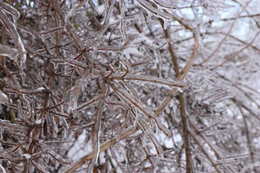 Buz ve sarkıtlarla kaplı ağaç dallarına yakın çekim solgun bir kış gökyüzünün arka planında donmuş doğanın dokusu