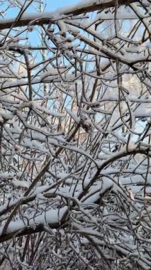 Kış gökyüzünün arka planında karla kaplı ve buzlu ağaç dalları mevsimsel görsel projeler için donmuş doğanın çarpıcı bir sahnesidir..