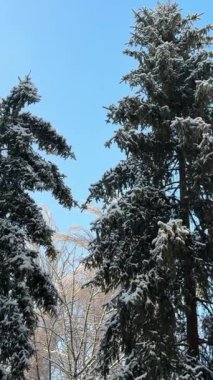 Berrak mavi bir kış gökyüzünün altında karla kaplı kozalaklı köknar ağaçları huzurlu mevsimlik orman manzarası.