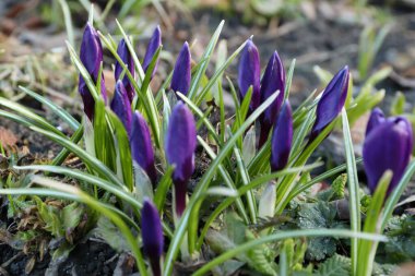 Bahar toprağında yeşil yapraklar ve kurumuş yapraklarla mor kır çiçekleri, yenilenmenin ve mevsimsel geçişin sembolü olarak parlak bir çiçek arkaplanı.