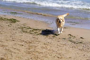 Bir Labrador kurtarıcısı yaz yüzüşünden sonra mutlu bir şekilde denizden çıkar..