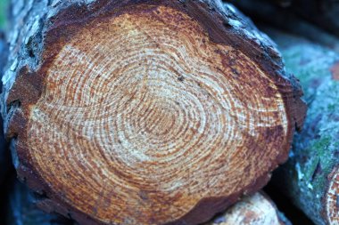 Çam ağacının arka planında kesiğin dokusu ve gövdenin halkalarıyla kesilmiş.