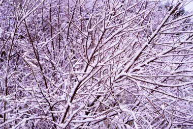 kahverengi ve beyaz karlı dalların arkaplan dokusu