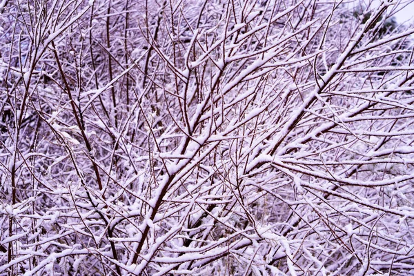 kahverengi ve beyaz karlı dalların arkaplan dokusu