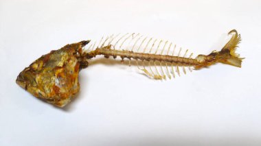 Beyaz arka planda kızarmış balık kemikleri. Yemek artıkları. Vücudunda gözleri, dudakları ve kemikleri olan eşsiz bir kafa şekli. Sanat yemeği fotoğrafçılığı fikri. Kapatın. Seçici odaklanma. Boşluğu kopyala.