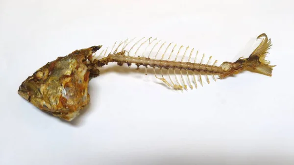 Beyaz arka planda kızarmış balık kemikleri. Yemek artıkları. Vücudunda gözleri, dudakları ve kemikleri olan eşsiz bir kafa şekli. Sanat yemeği fotoğrafçılığı fikri. Kapatın. Seçici odaklanma. Boşluğu kopyala.