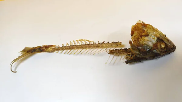 Beyaz arka planda kızarmış balık kemikleri. Yemek artıkları. Vücudunda gözleri, dudakları ve kemikleri olan eşsiz bir kafa şekli. Sanat yemeği fotoğrafçılığı fikri. Kapatın. Seçici odaklanma. Boşluğu kopyala.