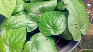 Tencerede Betel bitkisi. Parlak yeşil kalp şeklinde yaprakları olan bir asma bitkisi. Genellikle geleneksel bir ilaç olarak kullanılır. Kapatın. Seçici odak.