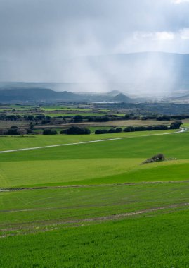 Yağmurlu bir günde yeşil çimenli bir alanın dikey görüntüsü.