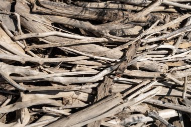 Yığılmış Kurumuş Dallar ve Dalların Doğal Arkaplan Dokusu