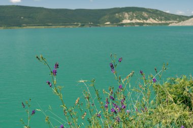 Canlı Turkuaz Gölü ve Dağlara Bakan Mor Yaban Çiçekleri