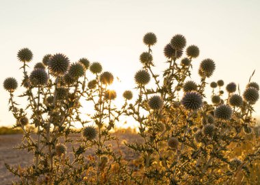 Echinops 'un yakın çekimlerinde sıcak bir yaz günbatımına karşı devedikenleri diker.