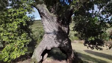 Sinema insansız hava aracı İspanya 'nın Mendaza kentindeki üç ayaklı meşe ağacının bin yıllık doğal yapısını gözler önüne serdi.