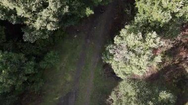 Altın saat boyunca gün batımında huzurlu bir orman yolunda yürüyen bir kadın yürüyüşçünün arka görüntüsü.