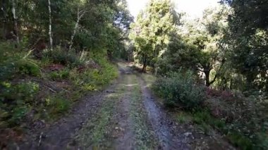 Mendaza ormanlarında üç ayaklı meşe tepe örtüsünün üzerinde yükselen insansız hava aracı uçuşu.