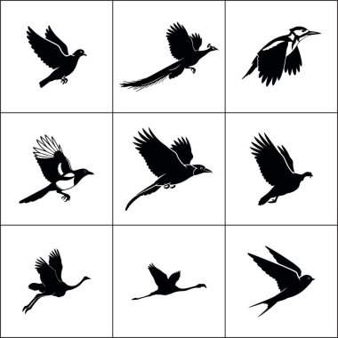 Uçan kuş siluetleri. Farklı uçuşlardaki siyah kuş simgelerinin toplanması. Kargaların, kuzgunların veya martıların vektör çizimi. Beyaz arka planda izole edilmiş vahşi yaşam tasarım ögesi.
