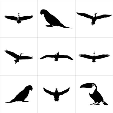 Papağanlar, tukanlar ve uçan kuşlar da dahil olmak üzere çeşitli kuşların siluetlerini barındıran siyah ve beyaz bir şebeke.