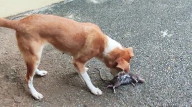 Kahverengi ve beyaz bir köpeğin ıslak bir kaldırımda ölü bir fareyi ağzıyla kavradığı görülüyor. Bu doğal yırtıcı hayvan avı, hayvanlar tarafından kontrol edilen kemirgenler ve kentsel ya da banliyö bölgelerindeki vahşi yaşam etkileşimi.