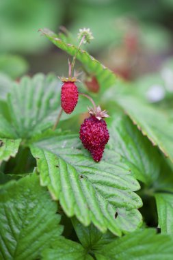 bazı çilek çilek bahçe beyaz