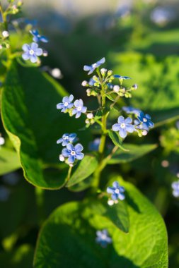  çiçekler baharda korun mavi