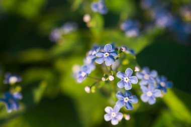  çiçekler baharda korun mavi