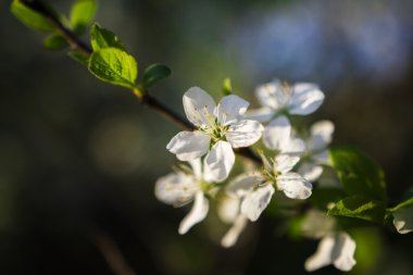 Bahar kiraz çiçekleri Bahçe