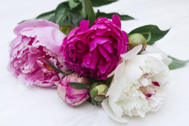 Beyaz bir arka plan üzerinde güzel çok renkli peonies