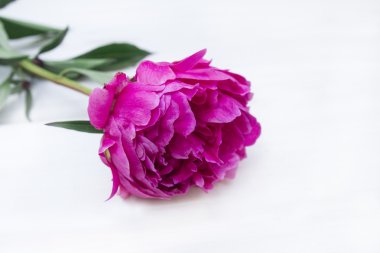 Beyaz bir arka plan üzerinde güzel çok renkli peonies