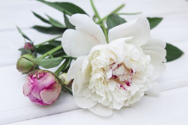 Beyaz bir arka plan üzerinde güzel çok renkli peonies