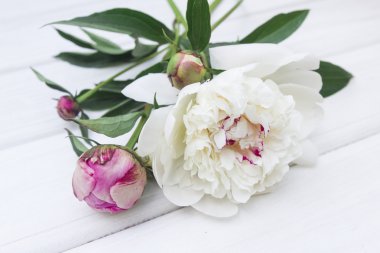 Beyaz bir arka plan üzerinde güzel çok renkli peonies