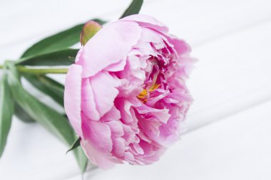 Beyaz bir arka plan üzerinde güzel çok renkli peonies