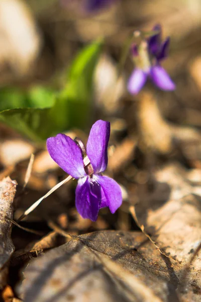 庭の微妙な春の花 — ストック写真