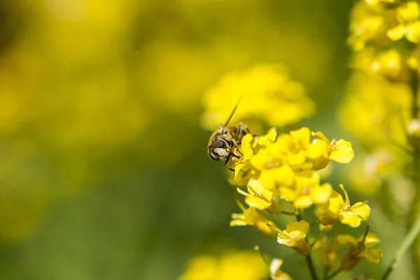 Arı polen sarı çiçek toplama — Stok fotoğraf