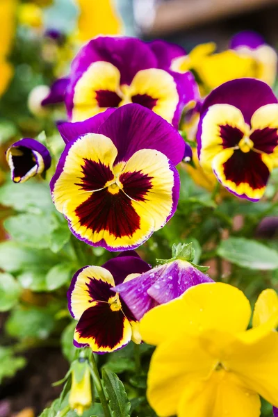 Piękny kolorowy pansy w ogrodzie — Zdjęcie stockowe