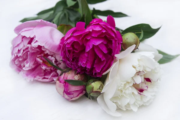 Beyaz bir arka plan üzerinde güzel çok renkli peonies