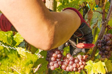 Üzüm hasadı sırasında Mosel Nehri boyunca üzüm bağları sonbahar renklerinde parlıyor. Beyaz ve kırmızı üzümler sarmaşıklara asılır, geleneği, doğayı ve Alman şarap bölgesinin güzelliğini yansıtır..