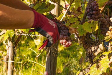 Üzüm hasadı sırasında Mosel Nehri boyunca üzüm bağları sonbahar renklerinde parlıyor. Beyaz ve kırmızı üzümler sarmaşıklara asılır, geleneği, doğayı ve Alman şarap bölgesinin güzelliğini yansıtır..