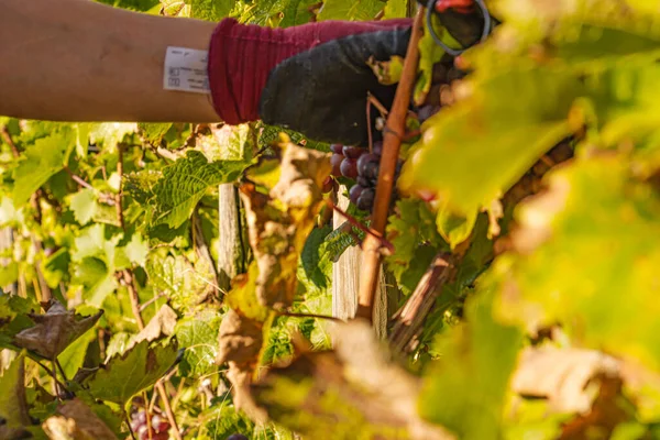 Üzüm hasadı sırasında Mosel Nehri boyunca üzüm bağları sonbahar renklerinde parlıyor. Beyaz ve kırmızı üzümler sarmaşıklara asılır, geleneği, doğayı ve Alman şarap bölgesinin güzelliğini yansıtır..