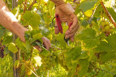 Üzüm hasadı sırasında Mosel Nehri boyunca üzüm bağları sonbahar renklerinde parlıyor. Beyaz ve kırmızı üzümler sarmaşıklara asılır, geleneği, doğayı ve Alman şarap bölgesinin güzelliğini yansıtır..