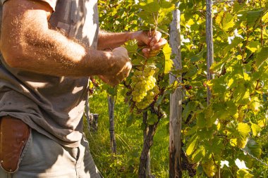 Üzüm hasadı sırasında Mosel Nehri boyunca üzüm bağları sonbahar renklerinde parlıyor. Beyaz ve kırmızı üzümler sarmaşıklara asılır, geleneği, doğayı ve Alman şarap bölgesinin güzelliğini yansıtır..