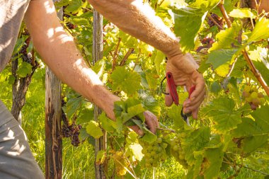 Üzüm hasadı sırasında Mosel Nehri boyunca üzüm bağları sonbahar renklerinde parlıyor. Beyaz ve kırmızı üzümler sarmaşıklara asılır, geleneği, doğayı ve Alman şarap bölgesinin güzelliğini yansıtır..