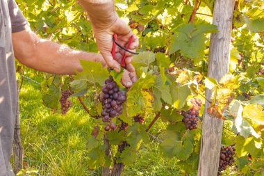 Üzüm hasadı sırasında Mosel Nehri boyunca üzüm bağları sonbahar renklerinde parlıyor. Beyaz ve kırmızı üzümler sarmaşıklara asılır, geleneği, doğayı ve Alman şarap bölgesinin güzelliğini yansıtır..