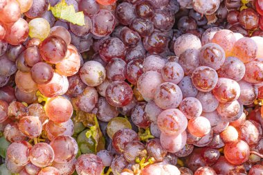 Üzüm hasadı sırasında Mosel Nehri boyunca üzüm bağları sonbahar renklerinde parlıyor. Beyaz ve kırmızı üzümler sarmaşıklara asılır, geleneği, doğayı ve Alman şarap bölgesinin güzelliğini yansıtır..