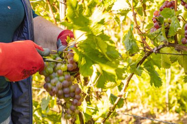 Üzüm hasadı sırasında Mosel Nehri boyunca üzüm bağları sonbahar renklerinde parlıyor. Beyaz ve kırmızı üzümler sarmaşıklara asılır, geleneği, doğayı ve Alman şarap bölgesinin güzelliğini yansıtır..