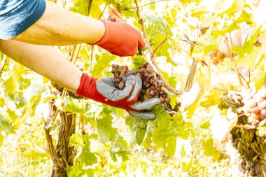 Üzüm hasadı sırasında Mosel Nehri boyunca üzüm bağları sonbahar renklerinde parlıyor. Beyaz ve kırmızı üzümler sarmaşıklara asılır, geleneği, doğayı ve Alman şarap bölgesinin güzelliğini yansıtır..