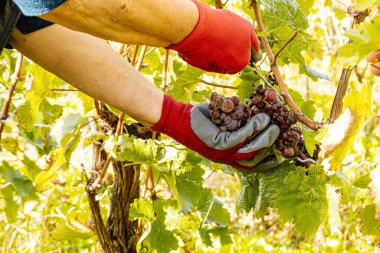 Üzüm hasadı sırasında Mosel Nehri boyunca üzüm bağları sonbahar renklerinde parlıyor. Beyaz ve kırmızı üzümler sarmaşıklara asılır, geleneği, doğayı ve Alman şarap bölgesinin güzelliğini yansıtır..