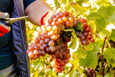Üzüm hasadı sırasında Mosel Nehri boyunca üzüm bağları sonbahar renklerinde parlıyor. Beyaz ve kırmızı üzümler sarmaşıklara asılır, geleneği, doğayı ve Alman şarap bölgesinin güzelliğini yansıtır..