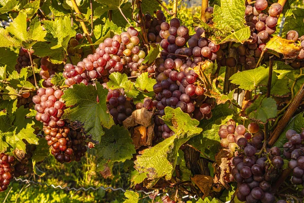 Üzüm hasadı sırasında Mosel Nehri boyunca üzüm bağları sonbahar renklerinde parlıyor. Beyaz ve kırmızı üzümler sarmaşıklara asılır, geleneği, doğayı ve Alman şarap bölgesinin güzelliğini yansıtır..