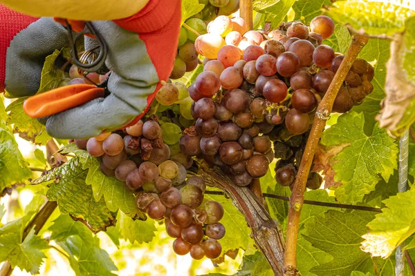 Üzüm hasadı sırasında Mosel Nehri boyunca üzüm bağları sonbahar renklerinde parlıyor. Beyaz ve kırmızı üzümler sarmaşıklara asılır, geleneği, doğayı ve Alman şarap bölgesinin güzelliğini yansıtır..